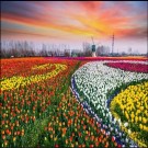 济阳国际果蔬节