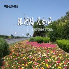 山东商河县银河路绿化工程验收
